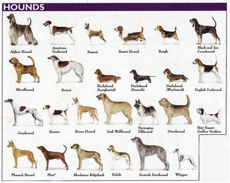 Click on the link to view breeds | Hound dog breeds, Dog breeds, Dog ...