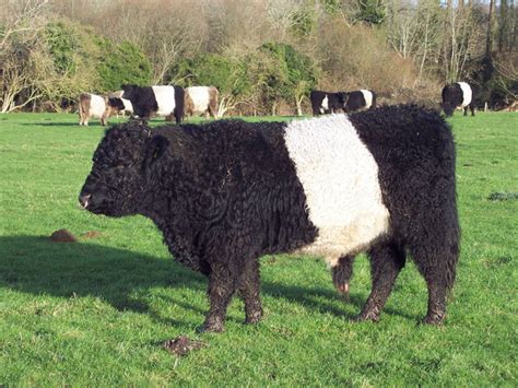 Belted Galloway - Wikiwand