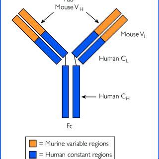 The structure of a chimeric monoclonal antibody. The variable light... | Download Scientific Diagram