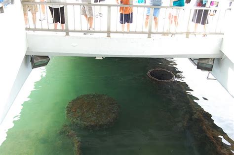 09 Remnants of the ship wreckage below USS Arizona Memorial - Ghumakkar - Inspiring travel ...