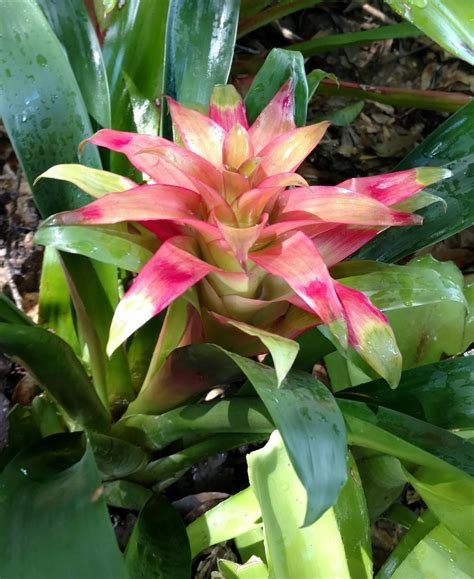 Bromeliad (Guzmania) - Garden.org