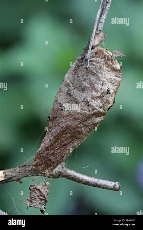 Cocoon of a Cecropia moth, Hyalophora cecropia Stock Photo - Alamy