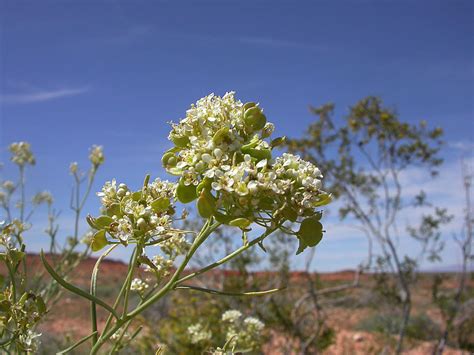 (Brassicaceae) image 11245 at PhytoImages.siu.edu