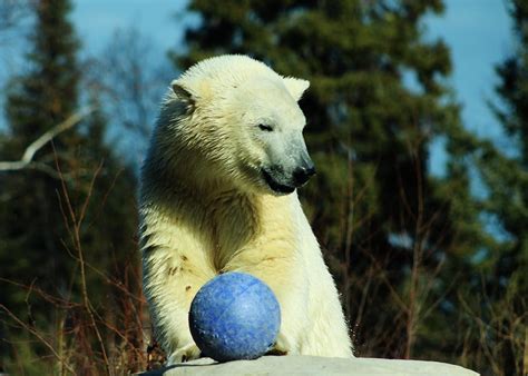 Polar Bear Habitat | Town of Cochrane