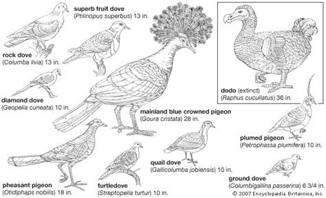 Turtledove | migratory, songbird, Eurasia | Britannica