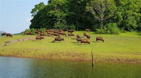 Periyar Wildlife Sanctuary, Timings, Activities & Entry Fee