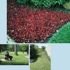 wintercreeper - Google Search | Ground cover, Sloped garden, Ground ...