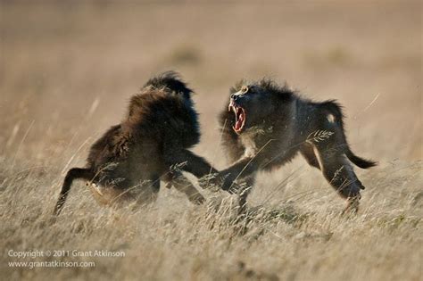 Baboon Fight | A n i m a l s | Pinterest