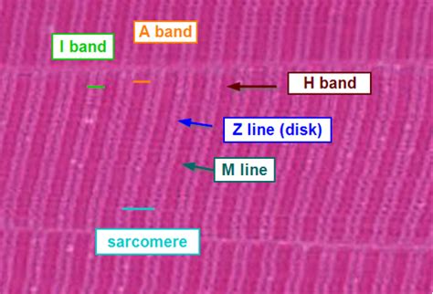 Histology of Skeletal Muscle 20191119 Diagram | Quizlet