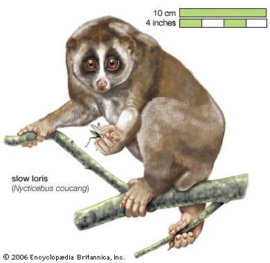 loris | Habitat & Facts | Britannica.com