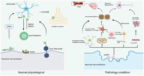 Frontiers | Neuronal ApoE4 in Alzheimer’s disease and potential therapeutic targets