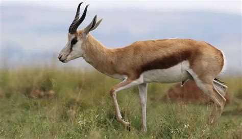 Springbok | The Animal Facts | Appearance, Diet, Habitat, Behavior, Range