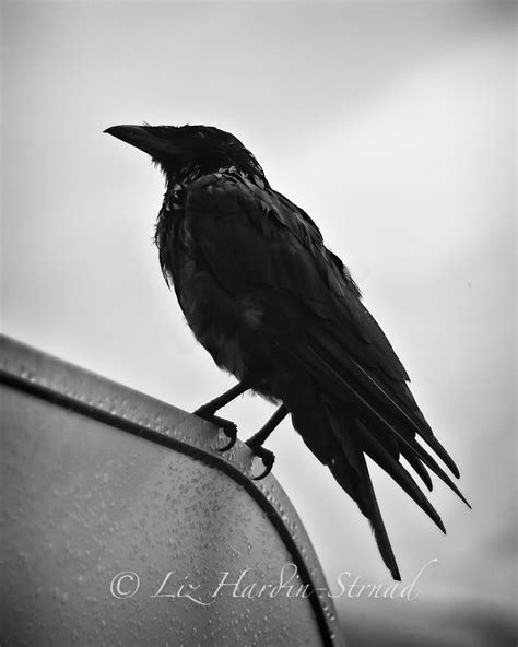 Raven Black and White Fine Art Photo Print 8x10 Crow Picture