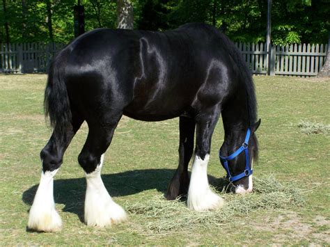 Black Clydesdale 1 by NyanaeveStock on DeviantArt