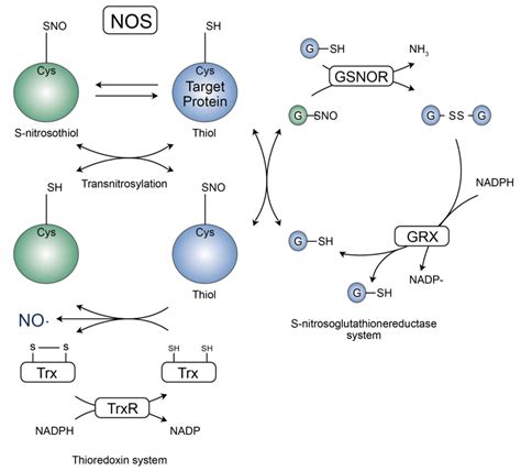 Introduction and Identification Strategy of Protein S-nitrosylation ...