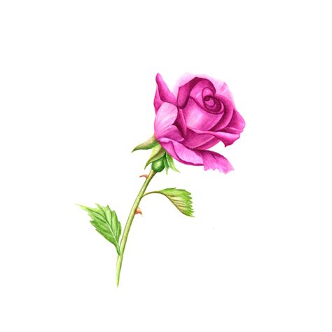 Single Rose Drawing ~ Flower Painting Rose Watercolor Drawing Paintings Roses Pink Easy Without ...