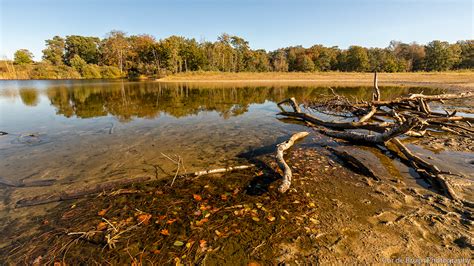 Autumn Leaves on Behance