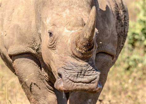 Rhinoceros (Black & White Rhino) Facts, Information & Video