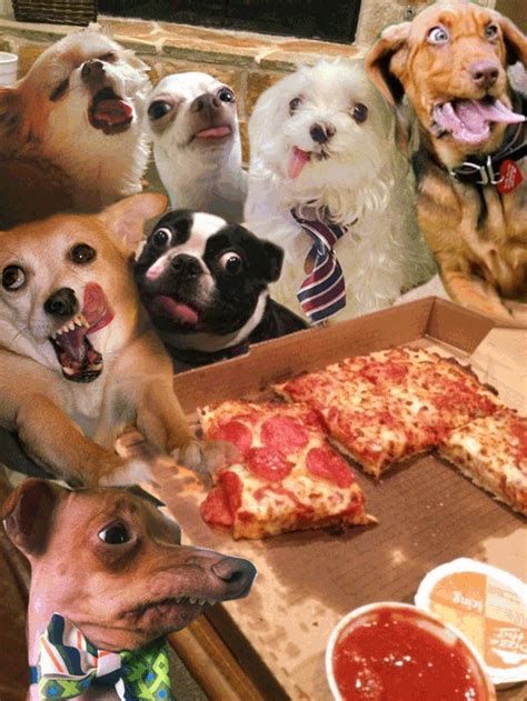 The ultimate pizza party. #imgur #gif #pizza | Funny | Pinterest ...