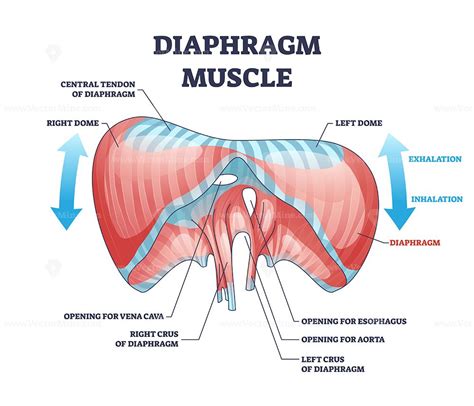 Diaphragm muscle with exhalation and inhalation movement outline ...