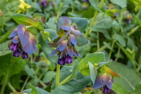 Cerinthe major 'Purpurascens' (Honeywort)