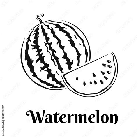 Watermelon isolated on white background. Vector black white illustration of sweet fruit. Stock ...