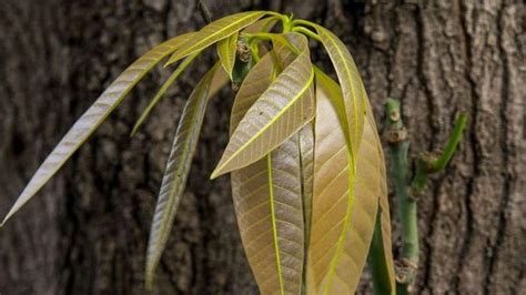 5 Manfaat Daun Mangga untuk Wajah, Tampak Bersinar dan Awet Muda - Hot Liputan6.com