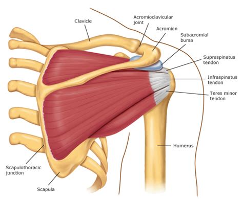 Elizabeth's Shoulder Updates : Back to School