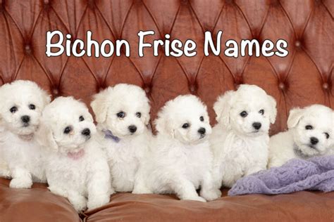 200+ Bichon Frise Names (& How to Choose One) - Bichon World