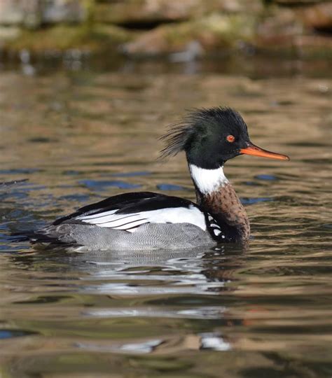 Red-breasted Merganser Male | Wildfowling, Waterfowl, Migratory birds