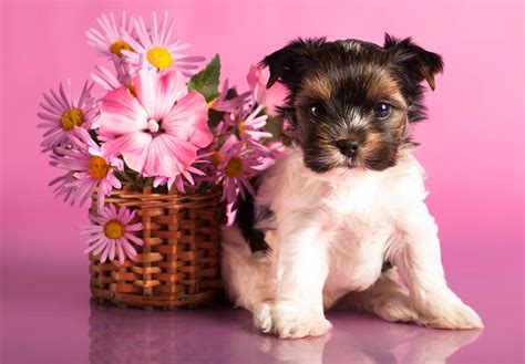 Biewer Terrier Puppies For Sale - AKC PuppyFinder