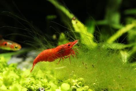 Different Types Of Aquarium Shrimp