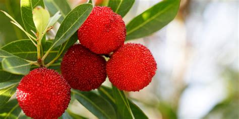 Top 4 Bayberry health benefits | Refreshing herb for the summer ...