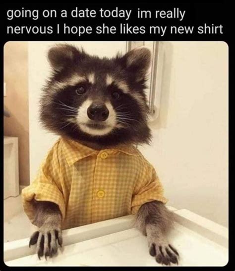 Funny Animal Meme Dump 24 Pics | Cute raccoon, Pet raccoon, Cute animals