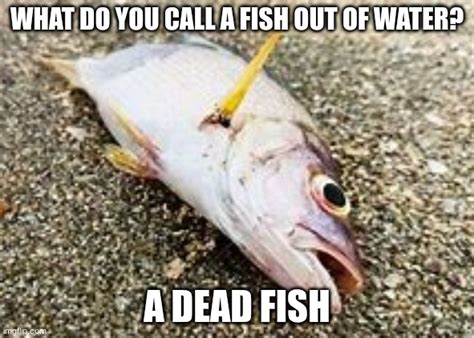 dead fish - Imgflip