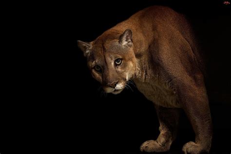 Cougars Wallpapers - Wallpaper Cave