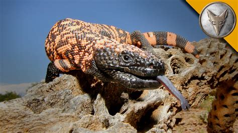 The Gila Monster - AMAZING Venomous Lizard Encounter! - YouTube