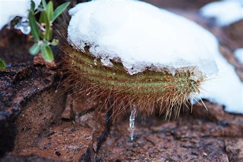 Snowy Cactus - Rare Arizona Storm Stock Photo - Image of phoenix, mojave: 56750418