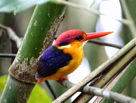 Indian Biodiversity Talks: Malabar Wildlife Sanctuary adds five new records to its avian fauna