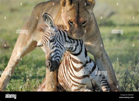 Lion hunting zebra hi-res stock photography and images - Alamy