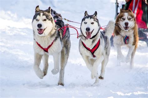 Premium Photo | Dog sledding. siberian husky sled dog team in harness.