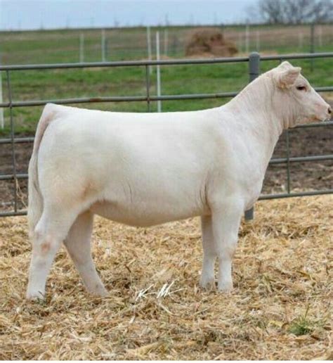 Charolais heifer | Show cattle, Show cows, Showing livestock