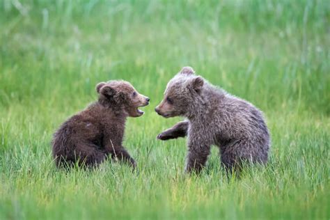 Grizzly Bear Cub Photography and Brown Bear Cub Photos | Photos by ...