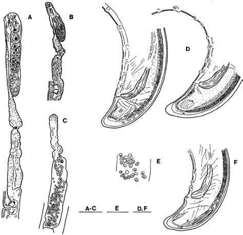 A, Longidorus elongatus . Female: A, anterior genital branch. B-F, L.... | Download Scientific ...