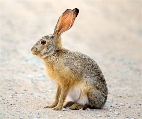 Hare Facts for Kids (Explained!) Facts For Kids, Jack Rabbit, Common Myths, Herbivores, Rodents ...