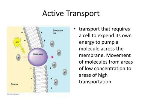 PPT - Active Transport PowerPoint Presentation, free download - ID:2510053