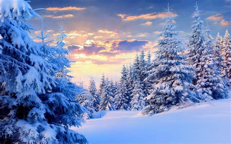 Winter Forest Wallpapers - Top Free Winter Forest Backgrounds ...