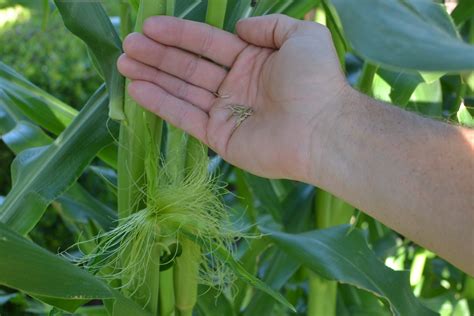 Corn Sex: How to Pollinate Corn – The Carrot Revolution