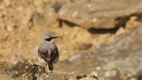 Wheatear | BirdForum