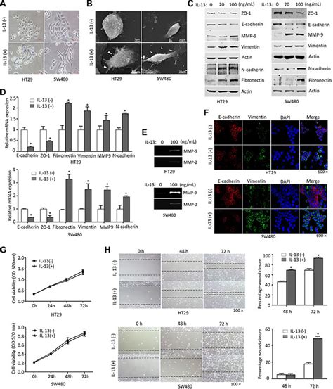 IL-13/STAT6 signaling plays a critical role in the epithelial-mesenchymal transition of ...